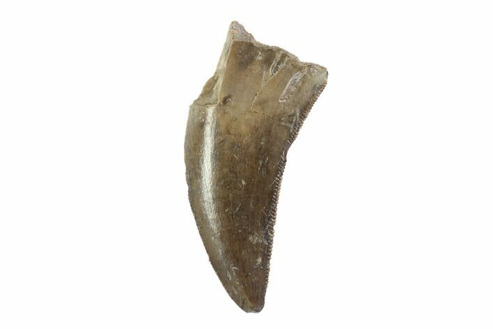 Serrated, Tyrannosaur Tooth - Judith River Formation, Montana #93105